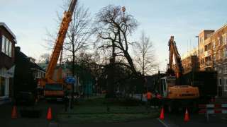 rooien en kappen van bomen door A van Spelde hoveniers, betaalbaar en veilig, u ziet rode pionen en een atlaskraan hovenier Tilburg en omstreken